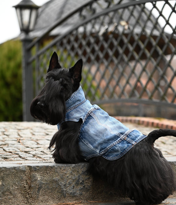 Dog Jeans Jacket S to M breeds