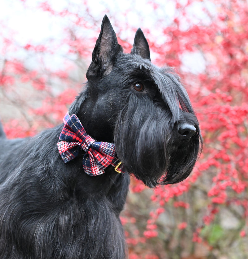 Red Tartan Bow tie