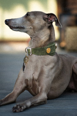 Shanghai Wide Dog Collar