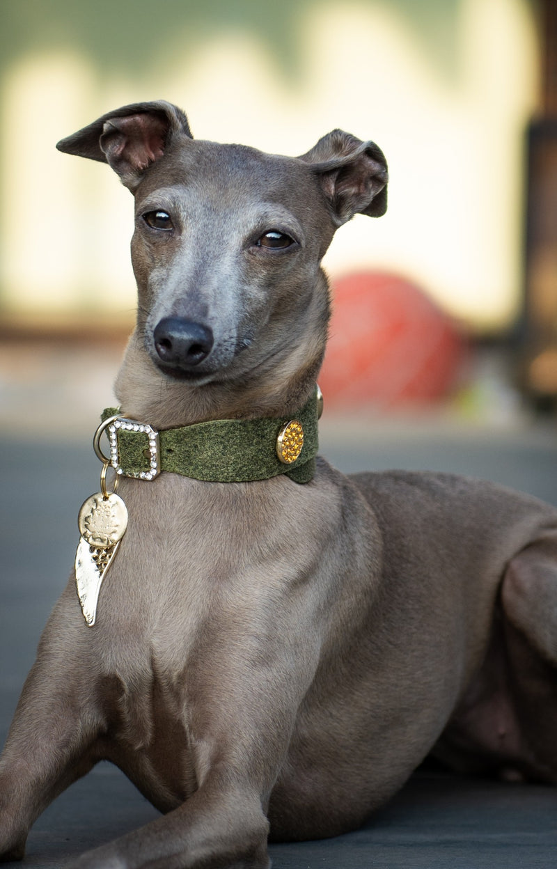 Shanghai Wide Dog Collar