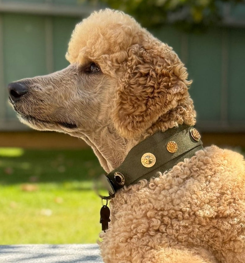 Shanghai Wide Dog Collar