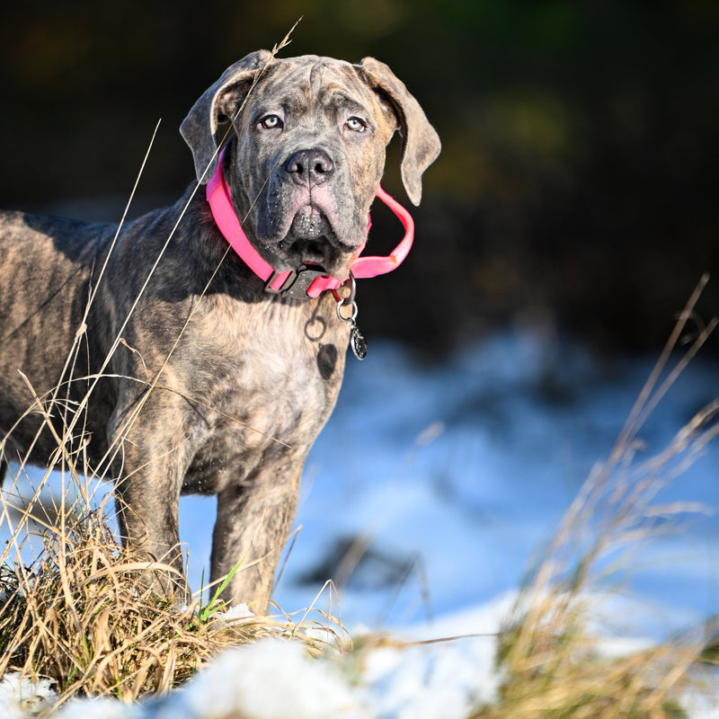 Working dog fabric collar