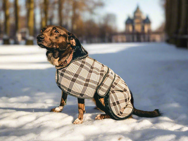 dog coat tartan in black and white