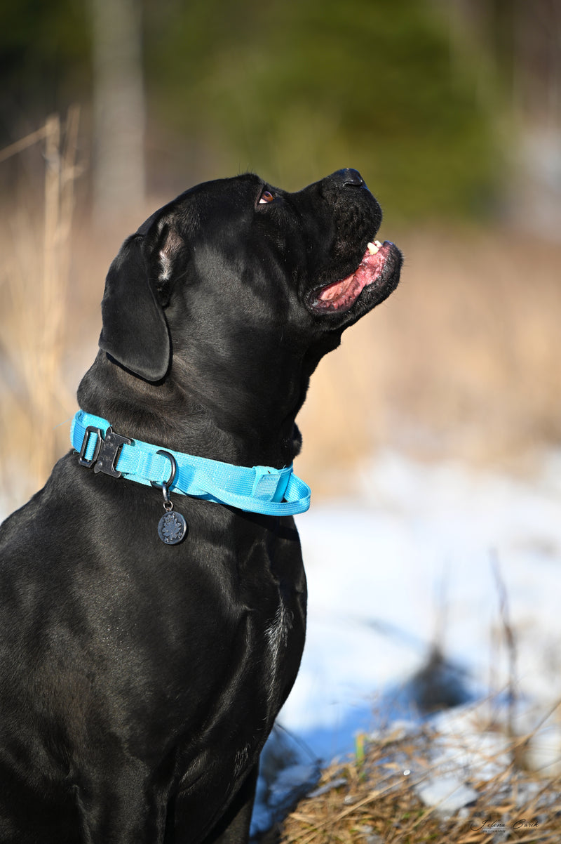 Working dog fabric collar