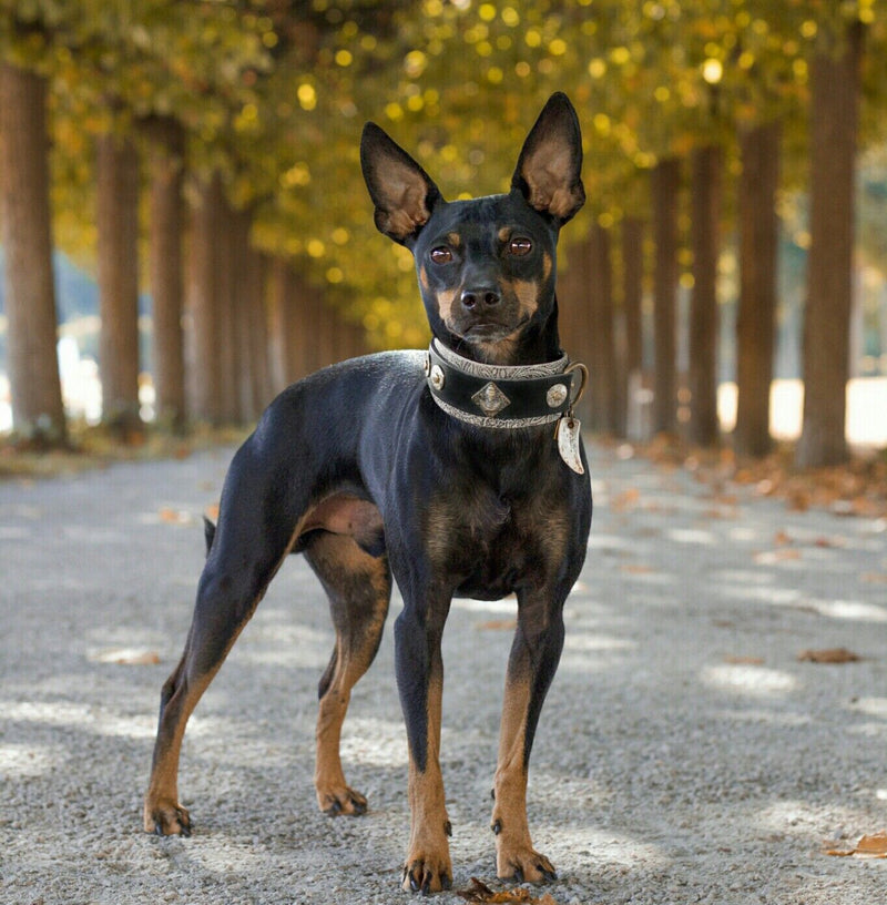Buddha Paisley Italian Greyhound Collar - BARCELONADOGS