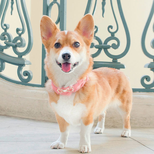 Tribal Rosette - BARCELONADOGS