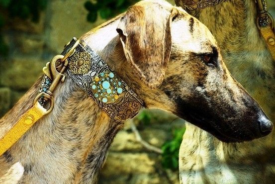 Persian Paisley Dog Collar - BARCELONADOGS