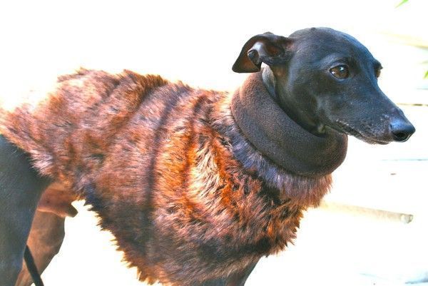 Faux Fur Whippet Coat