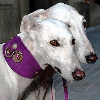 Legend Sighthound Collar - BARCELONADOGS