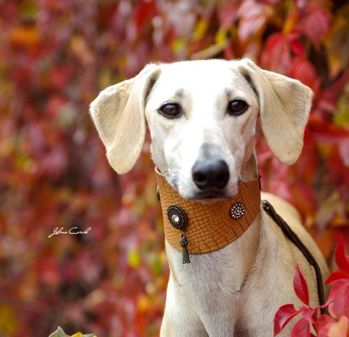 Shaqat Sighthound Collar - BARCELONADOGS