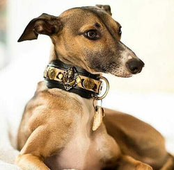 Buddha Salvaje Italian Greyhound Collar - BARCELONADOGS