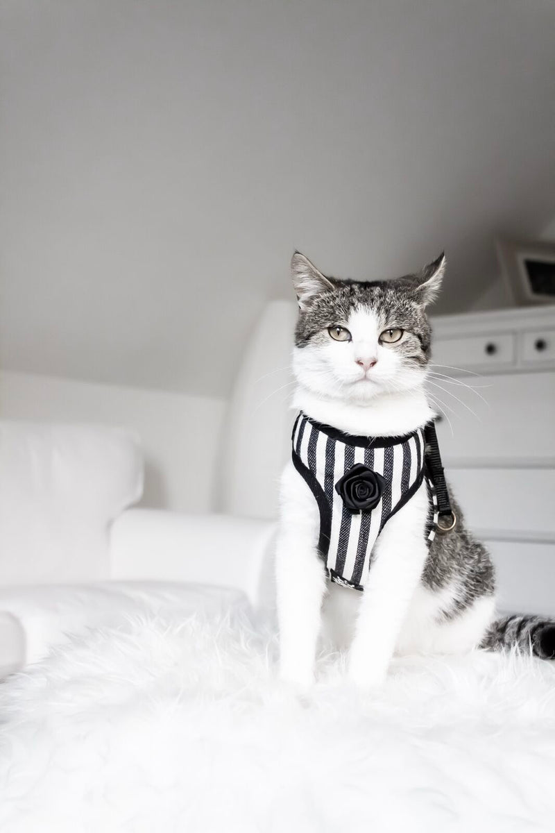 Striped Black & White Harness with Leash - BARCELONADOGS
