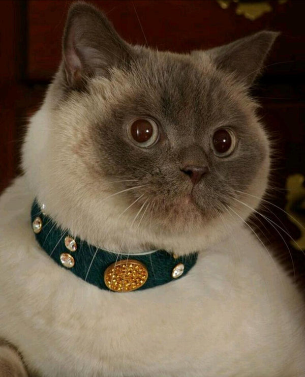 Lhasa Cat Collar - BARCELONADOGS