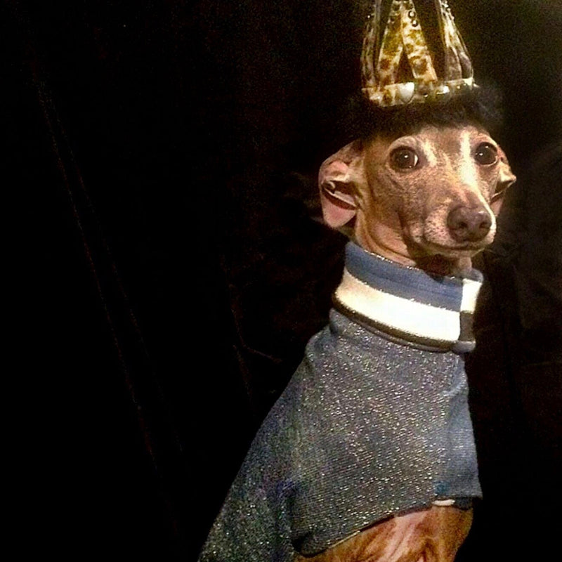 Glitterish miniature sighthound coat - BARCELONADOGS