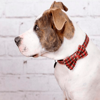 Burberrish Bowtie Dog Collar with hook for leash - BARCELONADOGS