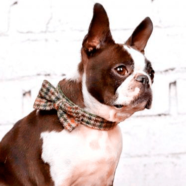 Burberrish Bowtie Dog Collar - BARCELONADOGS