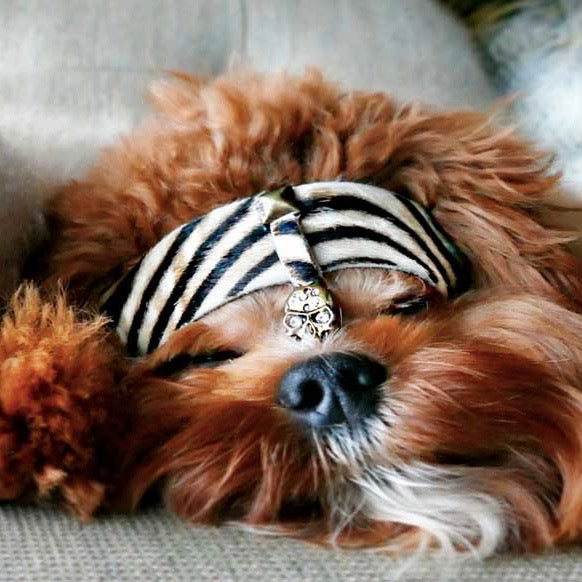 Pirate Bay Dog Collar - BARCELONADOGS