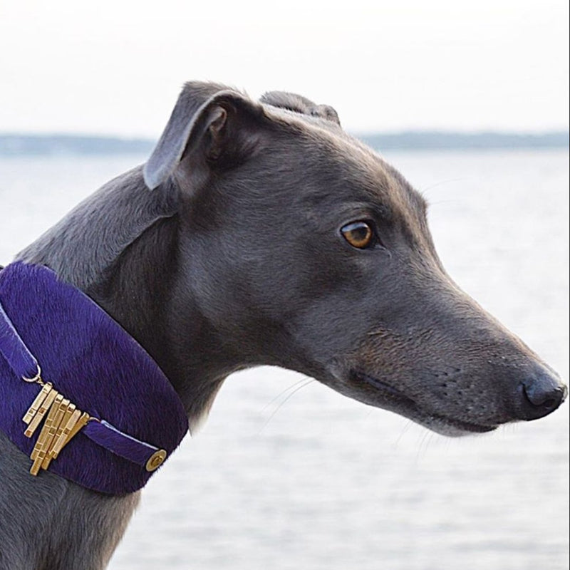 Bizarre Sighthound Collar - BARCELONADOGS
