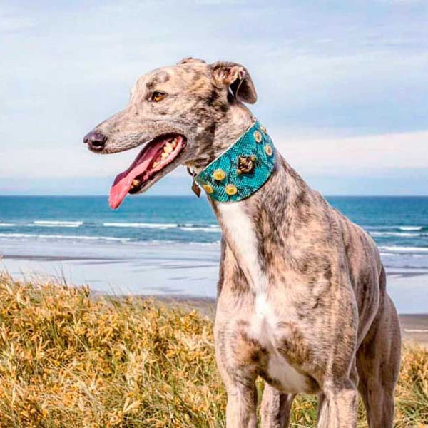 Buddha Coins Collar - BARCELONADOGS