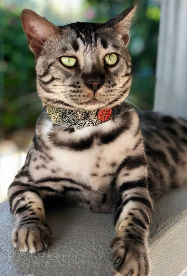 Paisley Cat Collar - BARCELONADOGS