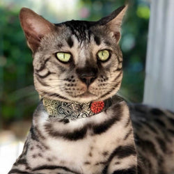 Paisley Cat Collar - BARCELONADOGS