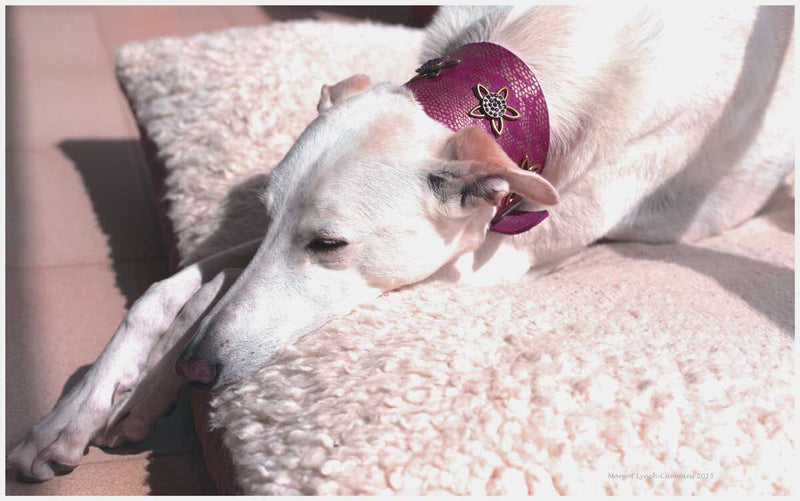 Lotus Sighthound Collar - BARCELONADOGS