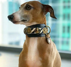 Buddha Salvaje Sighthound Collar - BARCELONADOGS