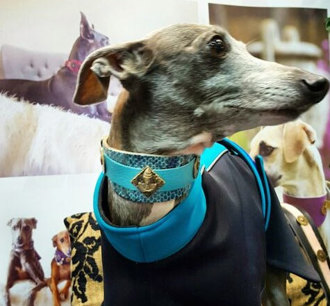 Buddha Salvaje Italian Greyhound Collar - BARCELONADOGS