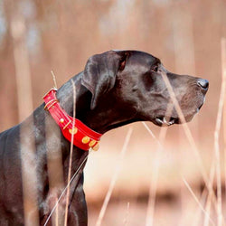 Red Dog Collar - BARCELONADOGS