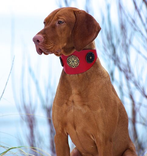 Eternité Sighthound Collar - BARCELONADOGS