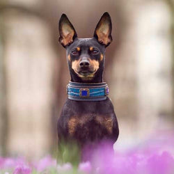 Gregorian Elegance Dog Collar - BARCELONADOGS