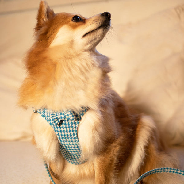 LUXURY Turquoise Pepita Harness
