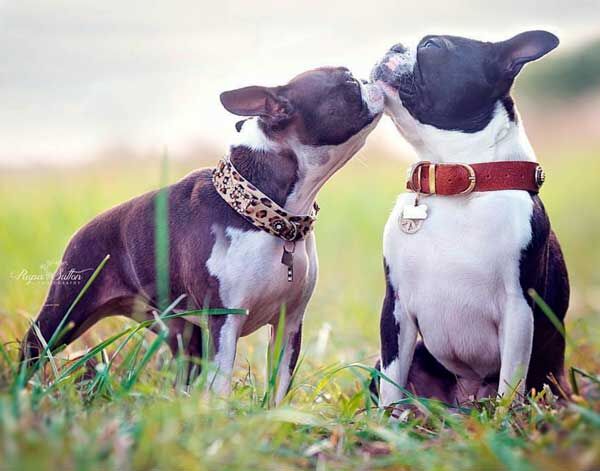 Karen Blixen Dog Collar - BARCELONADOGS