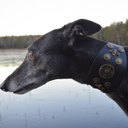 Hunter Sighthound Collar - BARCELONADOGS