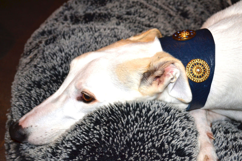 Simply Casablanca Sighthound Collar - BARCELONADOGS