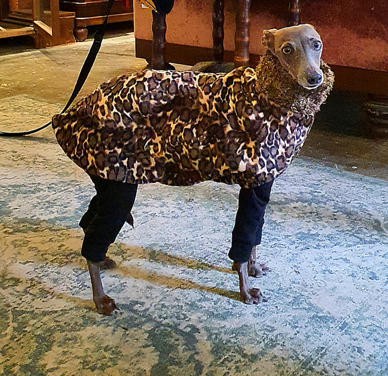 italian greyhound leopard coat