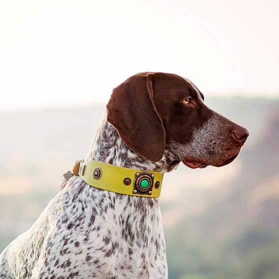 Only Boys Dog Collar - BARCELONADOGS