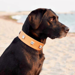XL wide size Sapphire Dog Collar - BARCELONADOGS