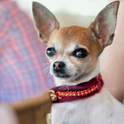 Serendipity Dog Collar - BARCELONADOGS