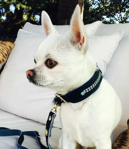 Serendipity Dog Collar - BARCELONADOGS