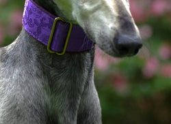 Italian Greyhound Martingale