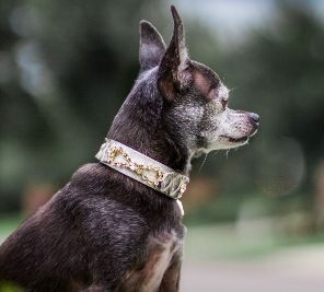 Tribal Rosette Snake Dog Collar - BARCELONADOGS