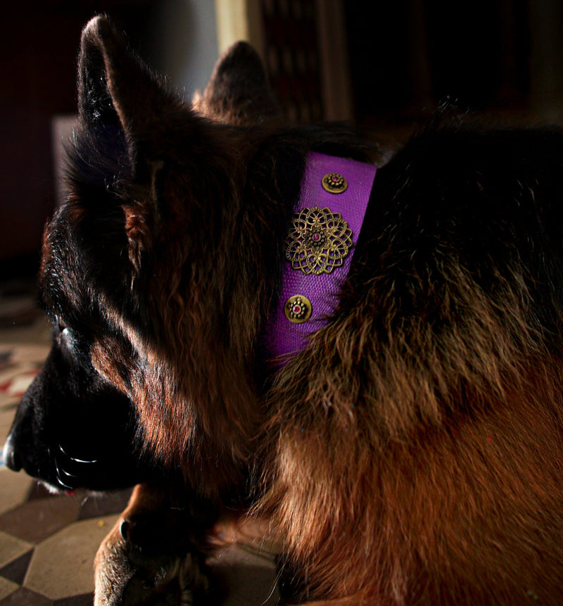 Tribeca Dog Collar