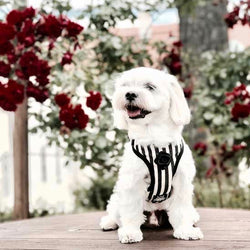 Striped Black & White Harness with Leash - BARCELONADOGS