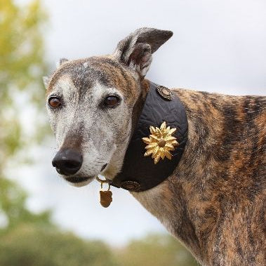 Wild Emperor Sighthound Collar - BARCELONADOGS