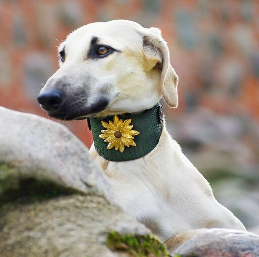 Wild Emperor Sighthound Collar - BARCELONADOGS