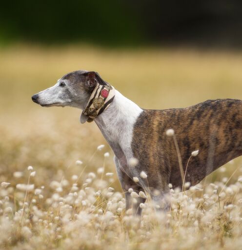 Zebra Filigree Collar - BARCELONADOGS